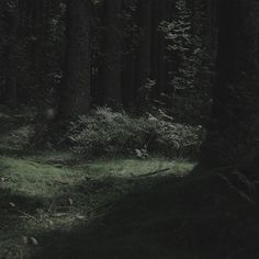 a dark forest filled with lots of tall trees and green grass on the side of it