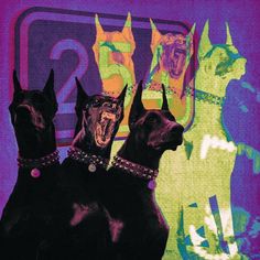 three black dogs with collars and spikes standing in front of a neon colored background