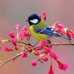 a blue and yellow bird sitting on top of a tree branch with pink flowers in the background