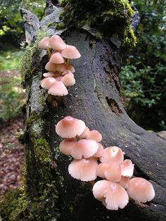 a group of mushrooms growing on the side of a tree