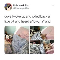 an image of a cat sleeping in bed with the caption guys i woke up and rolled back a little bit and heard a burr'd