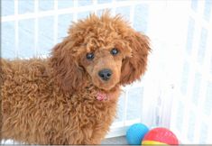 a brown poodle standing in front of a window next to colorful balls on the ground