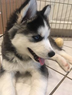 a black and white husky dog laying on the floor next to a cage with a tennis ball