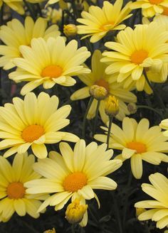 many yellow flowers are blooming together in the garden, and it is hard to tell what color they are