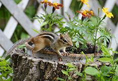 a chipmun is standing on top of a tree stump in the grass and flowers