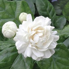 a large white flower sitting on top of green leaves