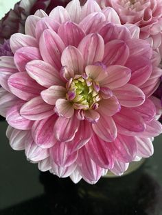 pink and white flowers in a vase on a black table with water droplets around them