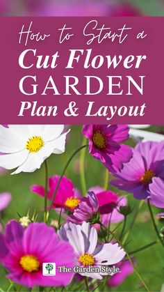 purple and white flowers with the title how to start a cut flower garden plan & layout