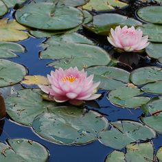 two pink water lilies floating on top of lily pads