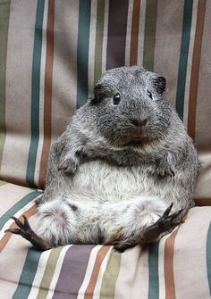 a small rodent sitting on top of a striped couch cushion in front of the camera