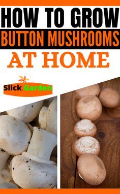 how to grow button mushrooms at home with pictures and text overlay that reads, how to grow button mushrooms at home