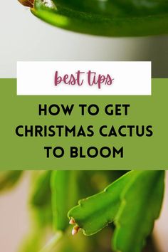 christmas cactus in bud How To Get Christmas Cactus To Bloom, How To Take Care Of Christmas Cactus, How To Root A Christmas Cactus, Xmas Cactus, Cactus Propagation, Christmas Cactus Flower, Fancy Plants, Gardening Inside