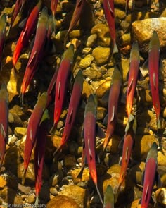 a group of fish swimming on top of rocks and water next to some rocks in the ocean