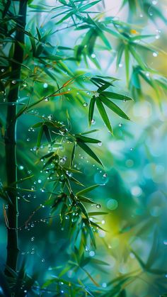 water droplets on the leaves of a bamboo tree