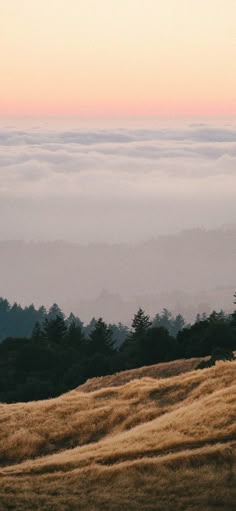 an animal standing on top of a dry grass covered hill next to trees and clouds