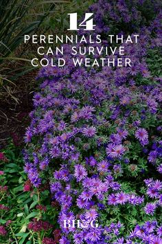 purple flowers and green plants with the words perennials that can survive cold weather on them