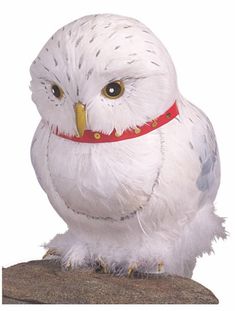 a white owl with yellow eyes and red collar sitting on a rock looking at the camera