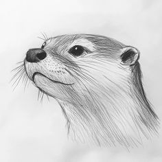 17+ Ocean Sketches To Draw 2024 Animal Emotions Drawing, Otter Drawing Tutorial, Nature Animal Drawing, Under Sea Creatures, Sea Otter Sketch, Animal Drawing Ideas Easy, Manatee Sketch, Sea Animals Drawing Sketch, Otter Drawing Sketches