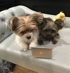 two small dogs sitting next to each other on a couch with a laptop in front of them