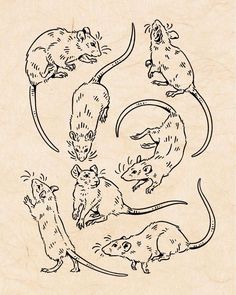 an image of mouses in different positions