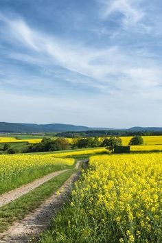 a dirt road running through a field full of yellow flowers