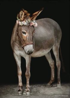 a donkey with a flower crown on it's head standing in front of a black background