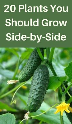 cucumbers growing in the garden with text overlay that reads 20 plants you should grow side - by - side