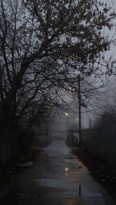 an empty street at night with the lights on and trees in the foreground covered by rain