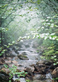 a stream running through a forest filled with lots of green plants and rocks on either side of it