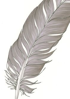 a drawing of a feather on a white background