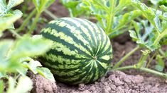 a watermelon sitting in the dirt next to some plants