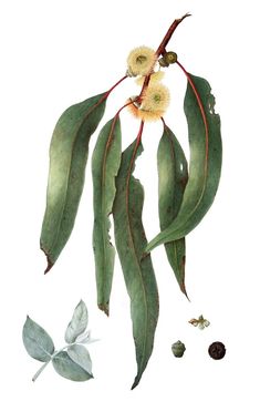 an illustration of eucalyptus leaves and buds on a white background with watercolor pencils