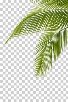 green palm tree leaves on a white background png clipart free for personal use