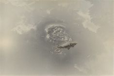 an image of a fish in the water with clouds and sky behind it, taken from above