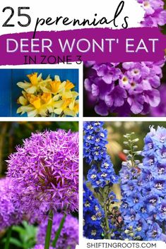 different types of flowers with the title 25 perennials deer won't eat in zone 3