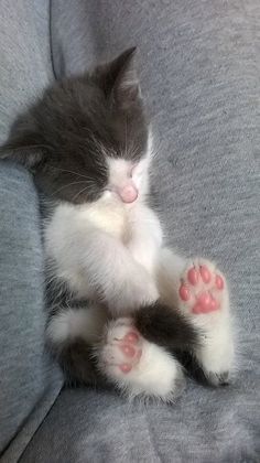 a kitten is laying on its back with it's paws stretched out