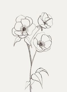 an ink drawing of three flowers on a white background