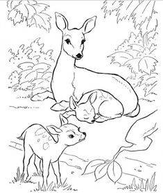 an adult deer and her baby in the woods coloring pages for kids, free printable