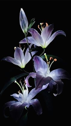 three purple flowers on a black background