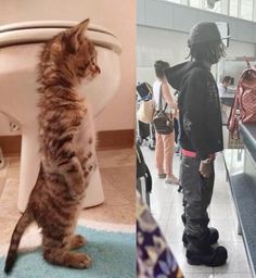 two pictures side by side, one with a cat and the other with a person standing in front of a toilet