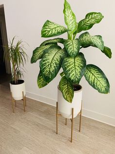 two potted plants sitting next to each other on top of wooden flooring in front of a white wall