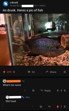 a fish in an aquarium with the caption that reads, i'm drunk heres a pic of fish