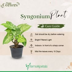 a green plant in a black pot with information about the care guide for its leaves