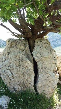 a large rock with a tree growing out of it