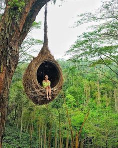 a person sitting in a bird nest hanging from a tree with lots of trees around