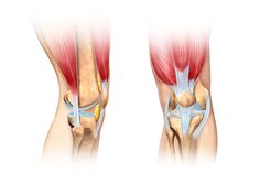 WEAK VMO & KNEE PAIN: How To Improve VMO Strength & Reduce Knee Pain In 5 Simple Steps Patellar Tracking Disorder, Anatomy Of The Knee, Cutaway Illustration, Human Joints, Knee Fat, Joints Anatomy, Human Knee, Knee Ligaments, Anatomy Images