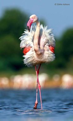 a flamingo standing in the water with its legs spread