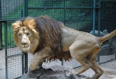 a large lion standing on top of a rock next to a metal fence in an enclosure