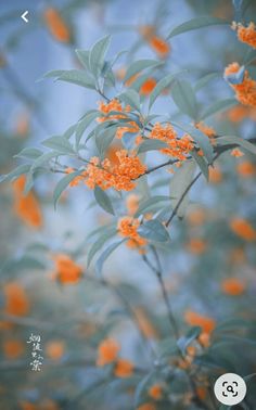 the orange flowers are blooming on the tree