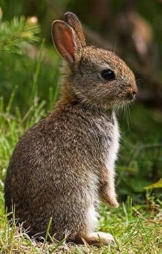 a small rabbit sitting in the grass